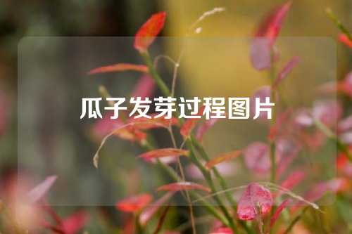 瓜子发芽过程图片