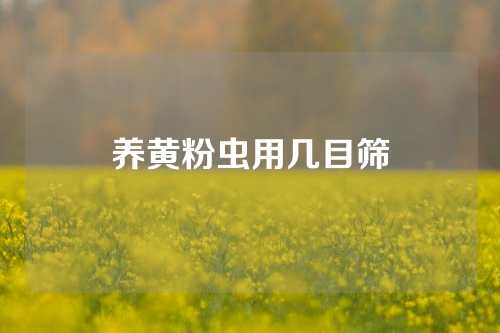 养黄粉虫用几目筛