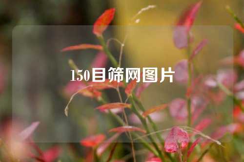 150目筛网图片