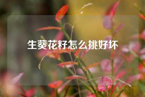 生葵花籽怎么挑好坏