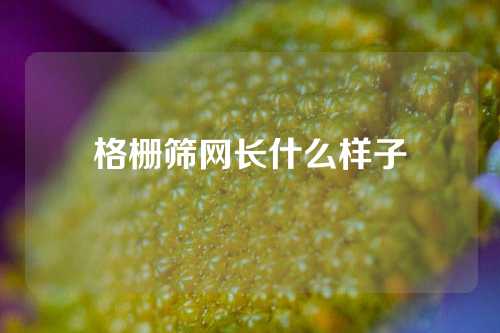 格栅筛网长什么样子