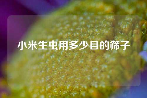 小米生虫用多少目的筛子